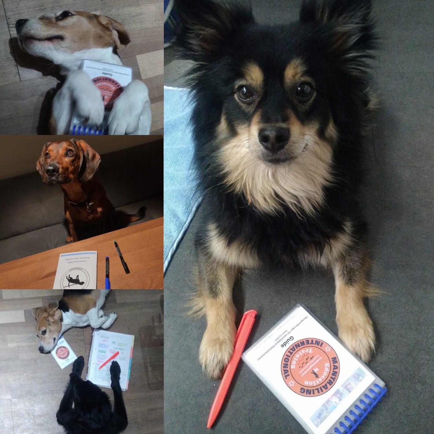 MTV-Trainingscamp, zwei tägig